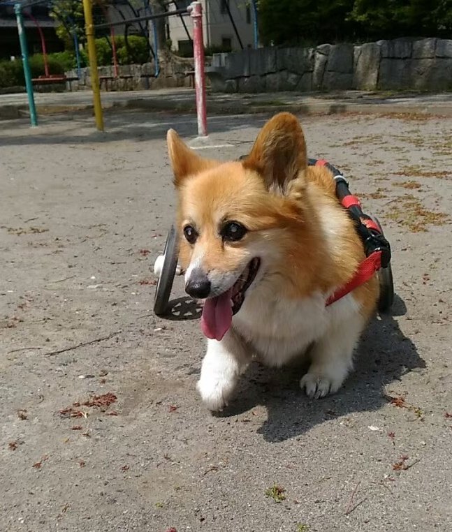 2020.9.25もーちゃんと
お別れの日。最期に食べた
鮭。大好きだったささみ。
おいも。なし。あの頃
食べられなかったもの
沢山用意したよ。今はこん
なことしかできないの。
＃命日