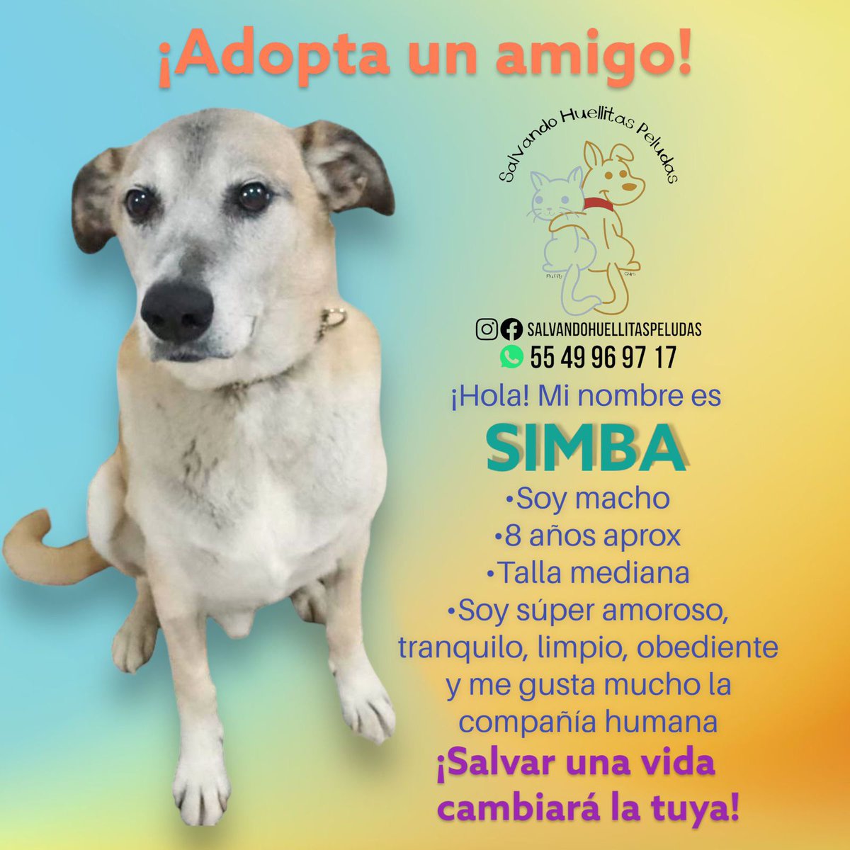 Horacitu's tweet photo. Comunidad: ¿Me ayudan a compartir para encontrar un hogar para SIMBA?
Para mayores informes contactar a Salvando Huellitas Peludas.
RT por favor 🙏 https://t.co/PVDwSidCGt