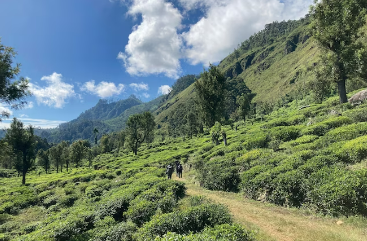 Sri Lanka's first long-distance hiking route, the Pekoe Trail takes hikers through misty hamlets high into the leafy hill country.