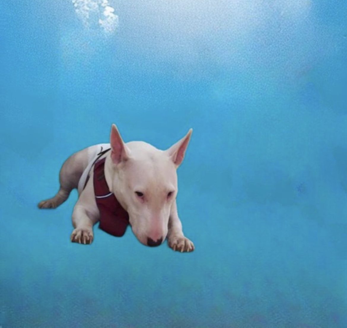 Look, Evertons swimming! Well, not really, Dad used AI to put her into the ocean.🤣 ~Olive