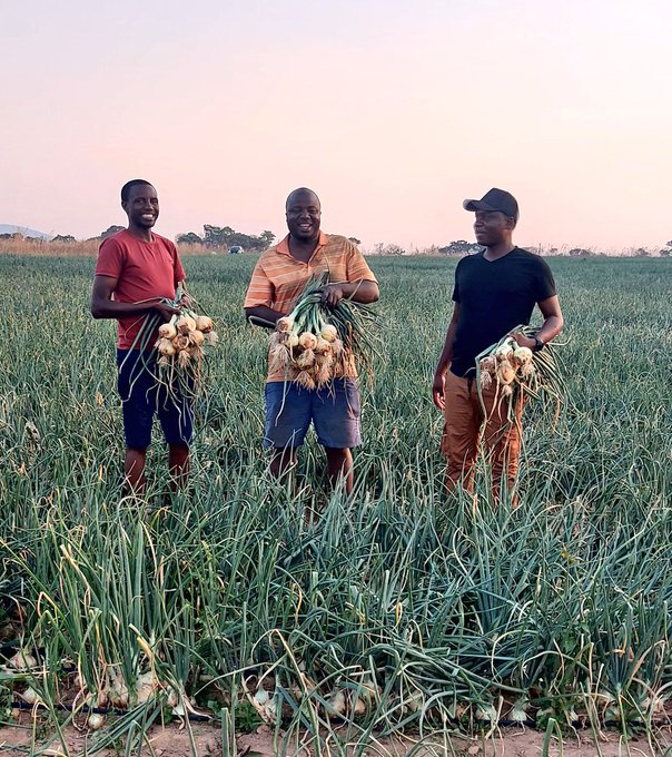Determination gives good results.
Hazera Dina onion to the market. Direct sowing was done. The results are good. You can do the same. 
#mudumenwemari