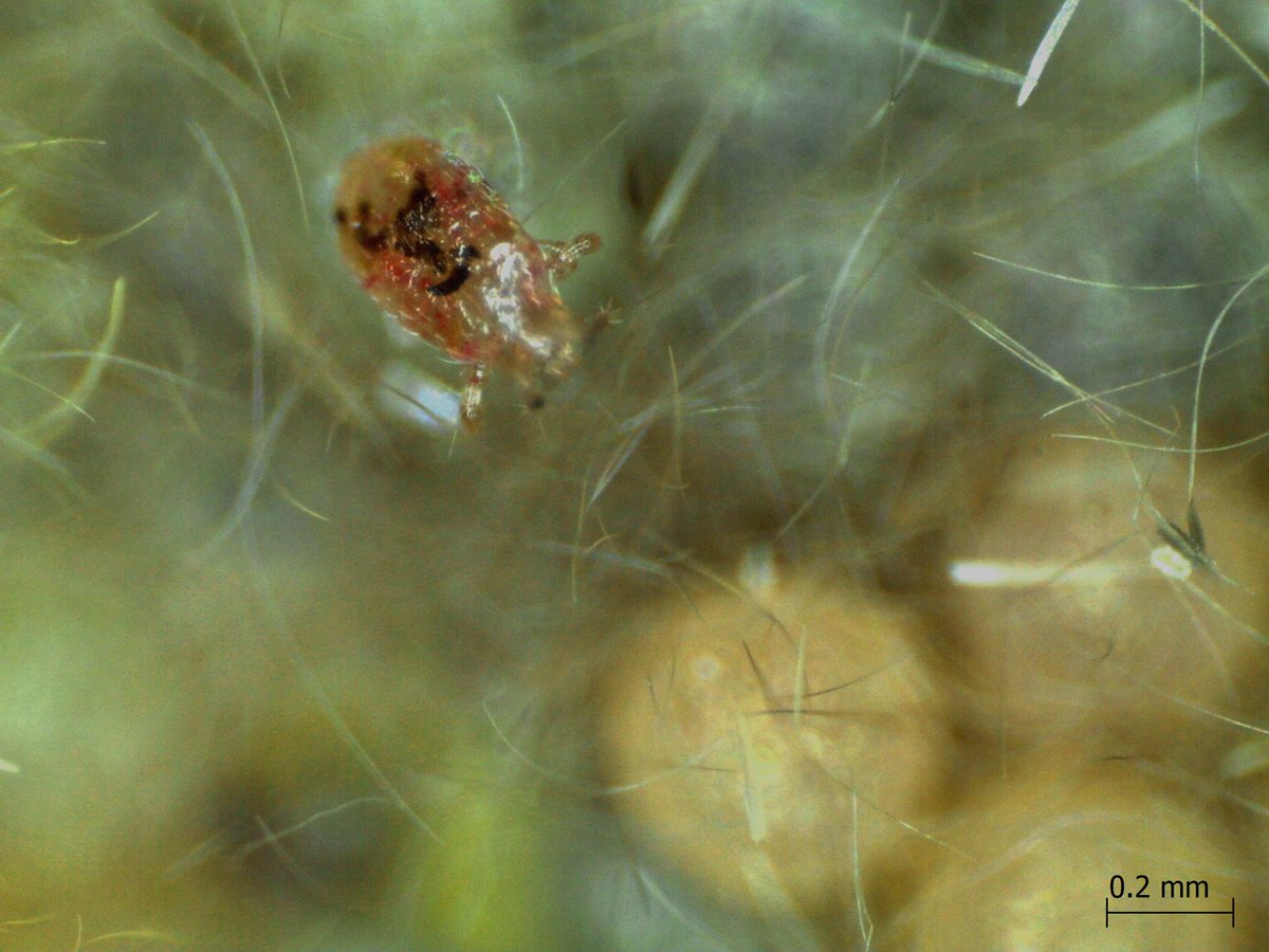 ManishKumar_22's tweet photo. 🪲 Just stumbled upon a mysterious little insect in egg masses of S. litura 🔍! It's been chowing down on eggs like it's an all-you-can-eat buffet 🍳🍽.

Any entomology experts out there know who this tiny egg hunter might be? 🤔 #EntoTwitter #EggHunter  #ChemicalEcology #mite https://t.co/KY8cqo9qJp