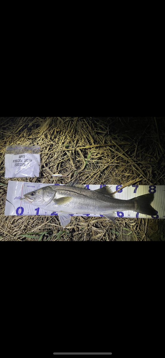 ogaryoooo's tweet photo. 落ち鮎近づいてきてます🐟
まだ大半は落ちてないけどね🙄

fimoの凄腕初参戦！
よろしくお願いします！
#fimo #凄腕 #落ち鮎パターン https://t.co/0f8CcISpfH