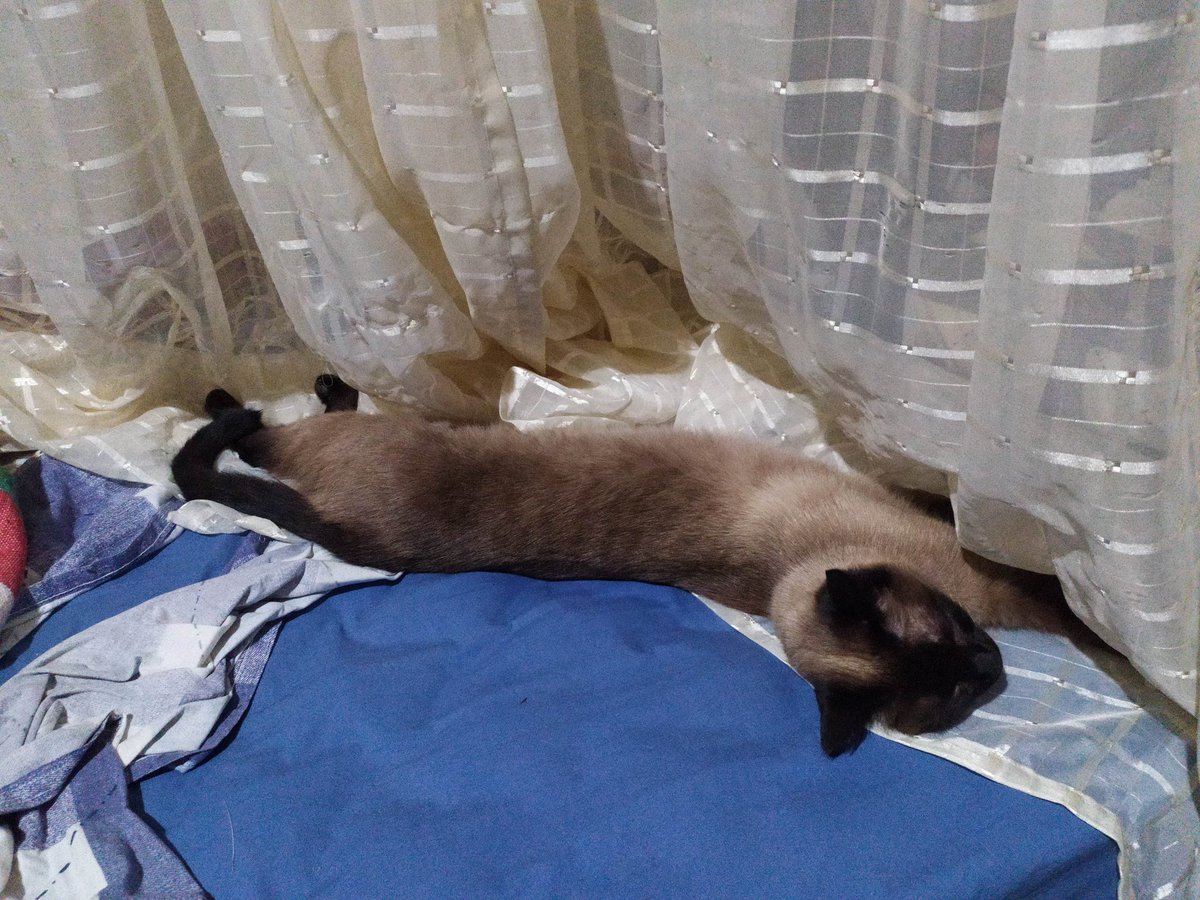 belzeluna's tweet photo. Humanos, uma dica!

Se vir seu gatinho dormindo assim, é porque está calor.

Respeite. https://t.co/MtM57CCN2v