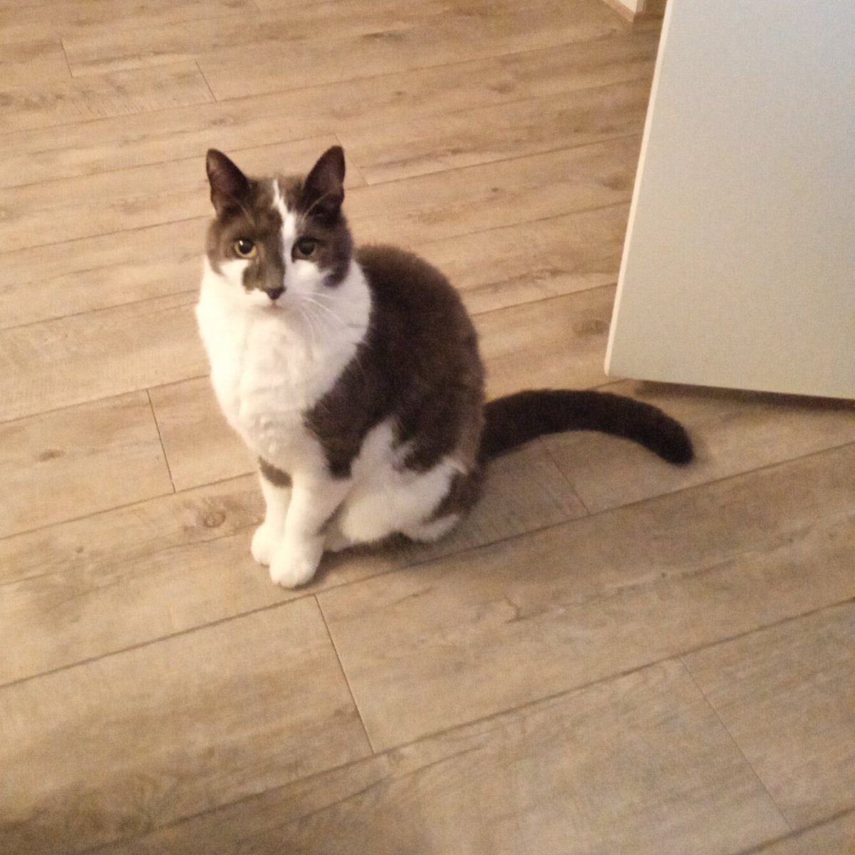 DianadeRaaf's tweet photo. Hij is dichterbij gekomen. Ik geloof dat ik nu toch echt iets moet doen.. Maar wat?!
#Foetsie https://t.co/1qMuIgjUGQ