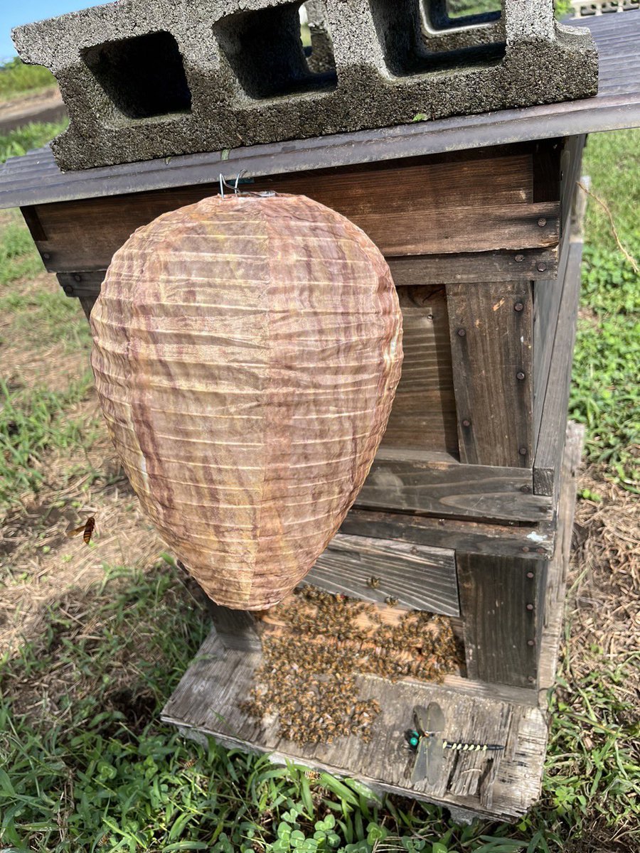 今年も凶暴な #オオスズメバチ やっぱり来てます💢

昨年の『#おにやんま君』に代わり、今年はオオスズメバチの巢のダミーを設置！

縄張り意識が強いから
他の #スズメバチ の巣があれば近寄らないのではないかとちょうちんみたいなダミーだけど
どうか騙されますように😏