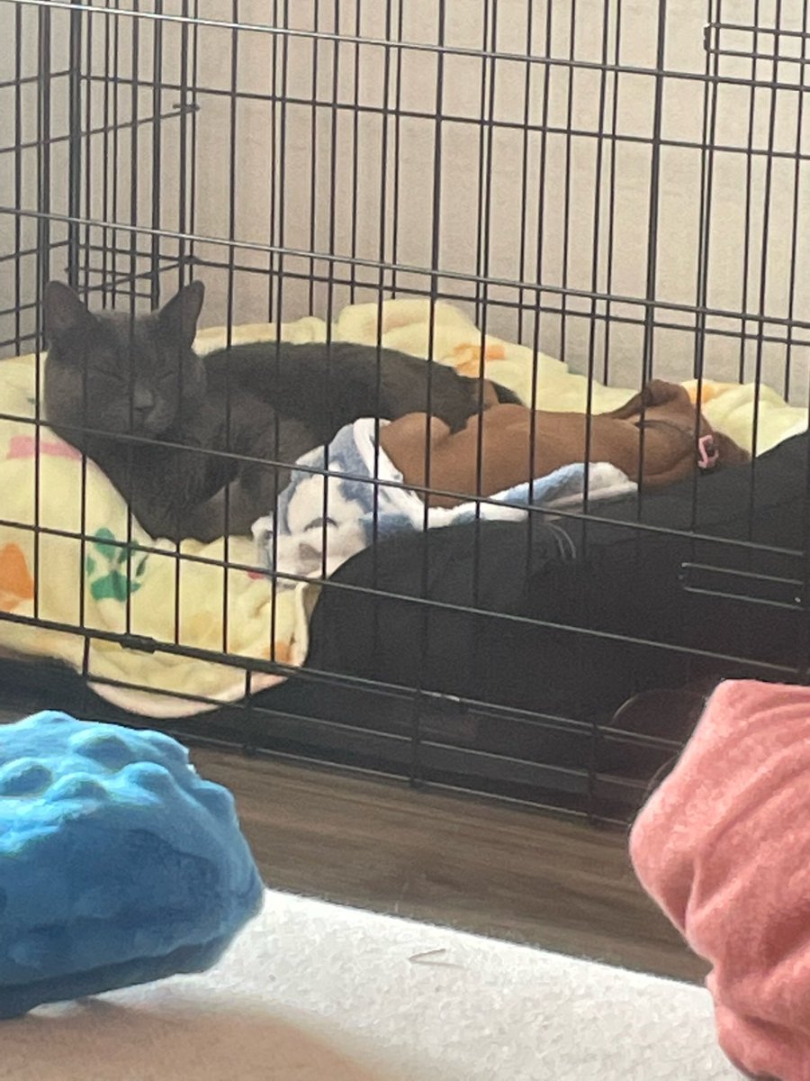 KodyAnderson's tweet photo. I don’t know how many of my friends still get on here, but life update: we had to say goodbye to our sweet Luna girl and we welcomed Laya to our family. Luckily, she got to play and cuddle with her big sister for several months. https://t.co/NMpalibBjb