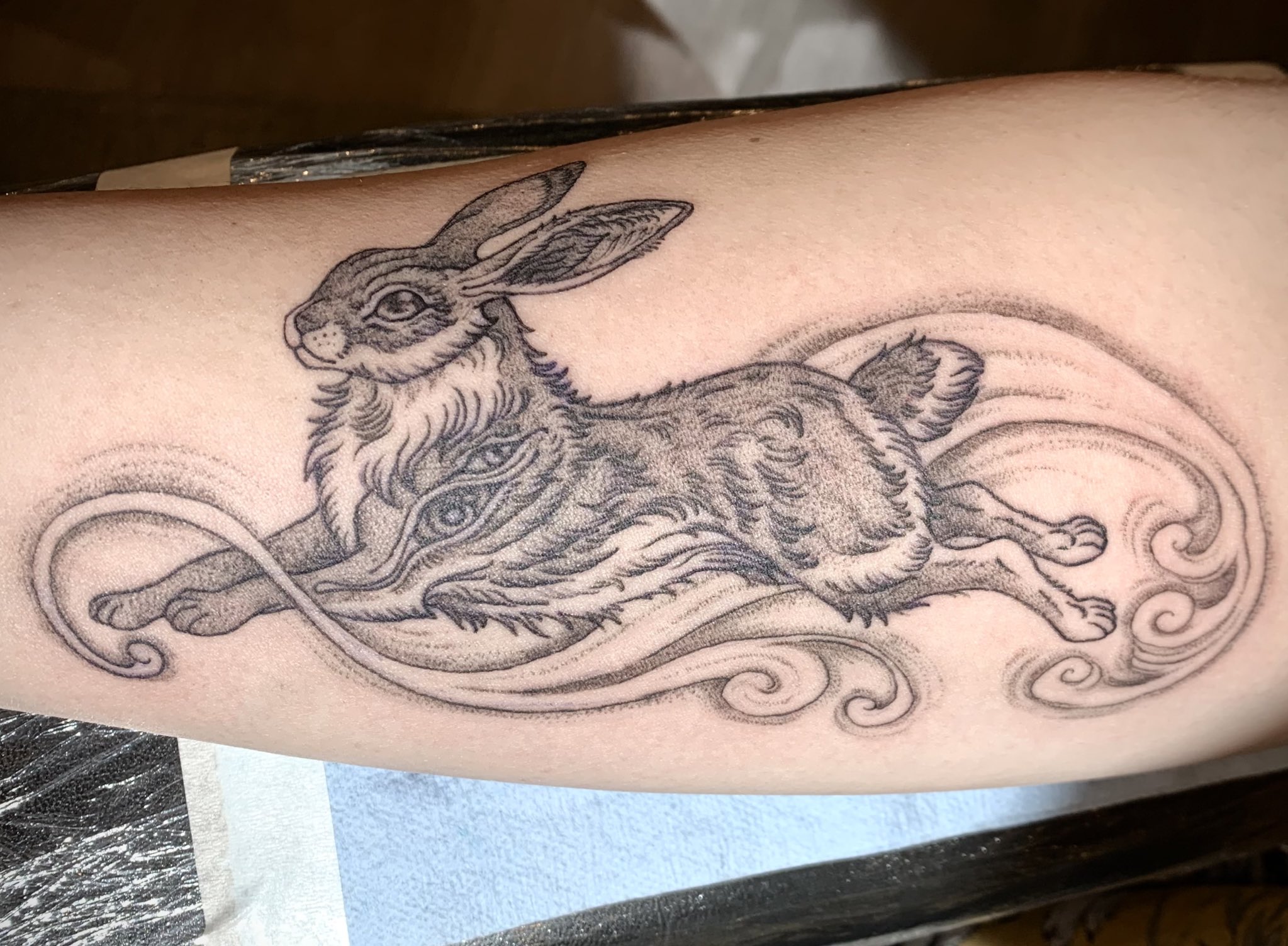 Rabbit tattoo world record broken - Kiwi Kids News
