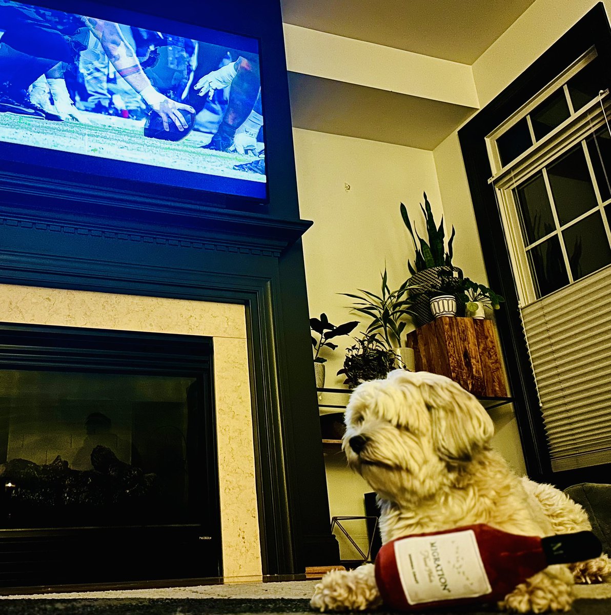 rarickt's tweet photo. @migrationwine NFL Sunday &amp; 🍷 #herewwgo #harley🐶 https://t.co/wOoSCG82lL