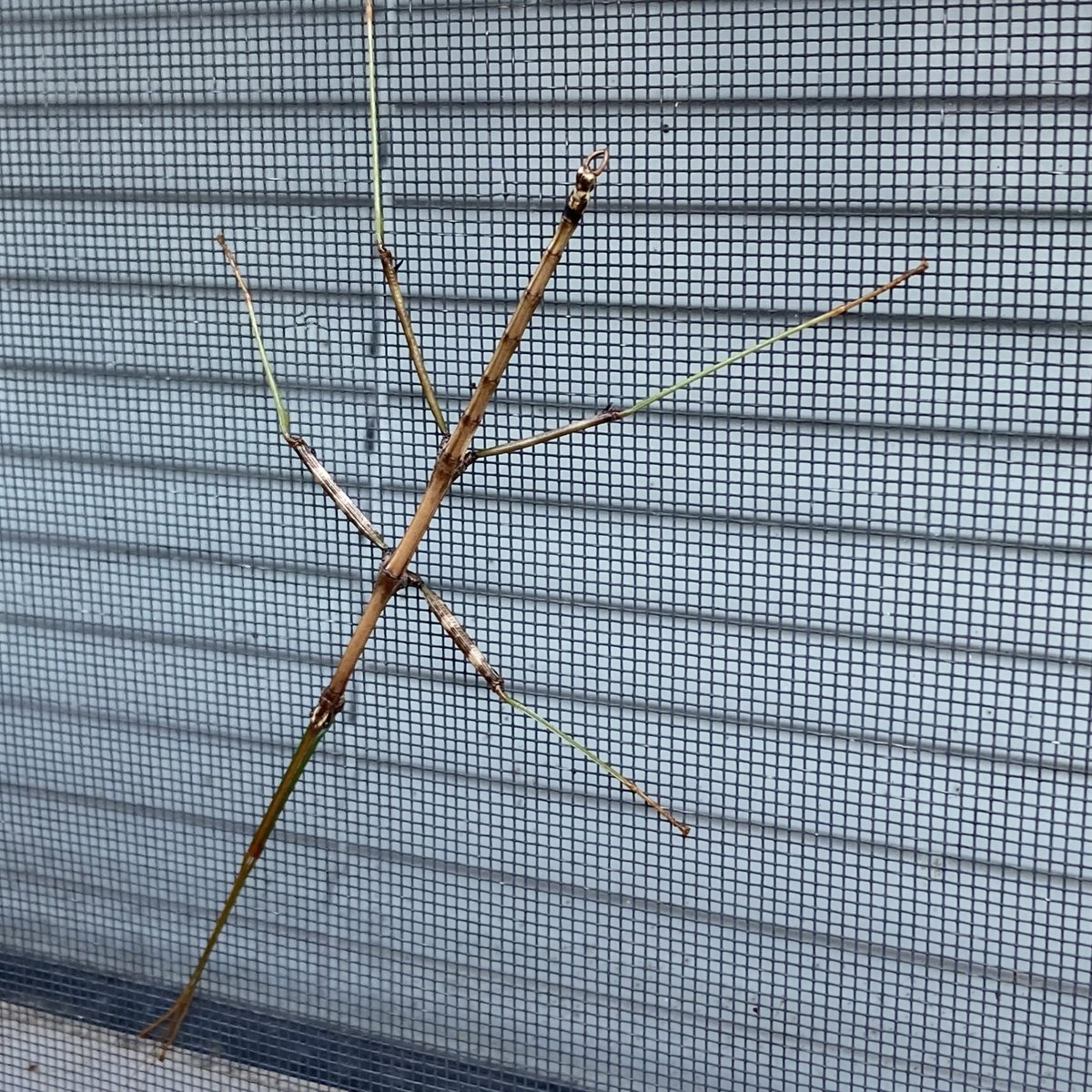 CollieCrusader's tweet photo. 🍁 Check out the incredible #walkingstickbug we found! We sure do encounter some creepy crawly creatures! Remember the hammerhead 🔨 🪱 worm? https://t.co/2kw4S6OtaU