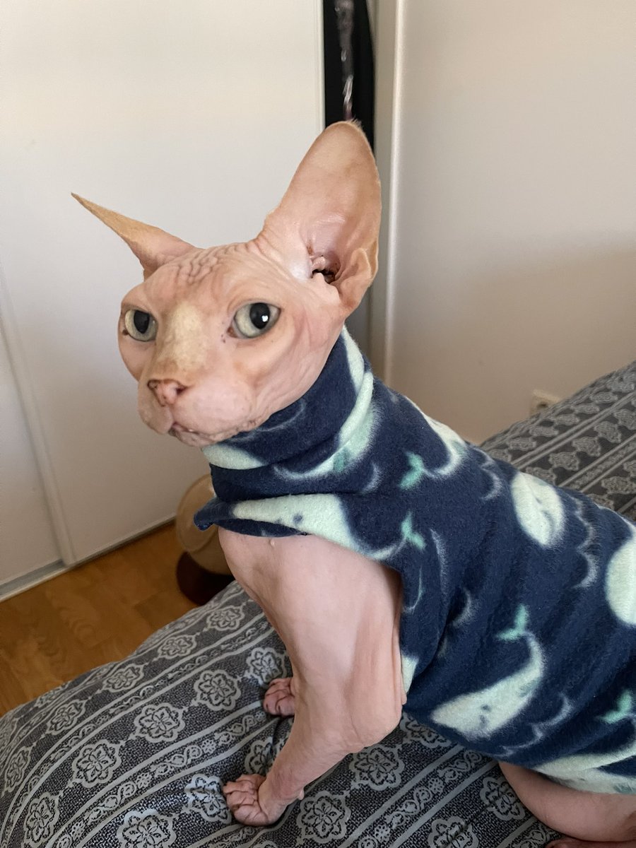 SphynxWisdom's tweet photo. What’s a pair of pampered sphynx to do when the “Sun Day” is too chilly to go out for an adventure? 

https://t.co/A7bF7y1rgN

#sphynxcat  #sphynx #cats #catclothing #pets #paws #BringBackTheSummer https://t.co/bSpcxUgk8b