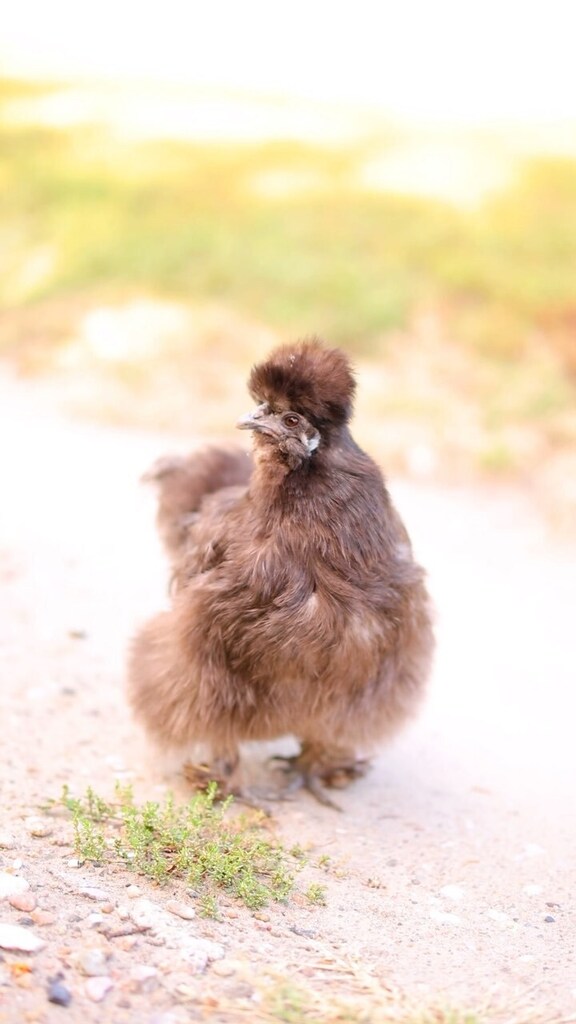 pocketmacro's tweet image. It’s nice seeing little Blue Blue out and about again 🥰 she wins the “broody chicken of the year” award 🥇😂
#silkies #chickens #fluffychickens #chickens #silkiechickenshttps://instagr.am/reel/CxmAlassmsW/