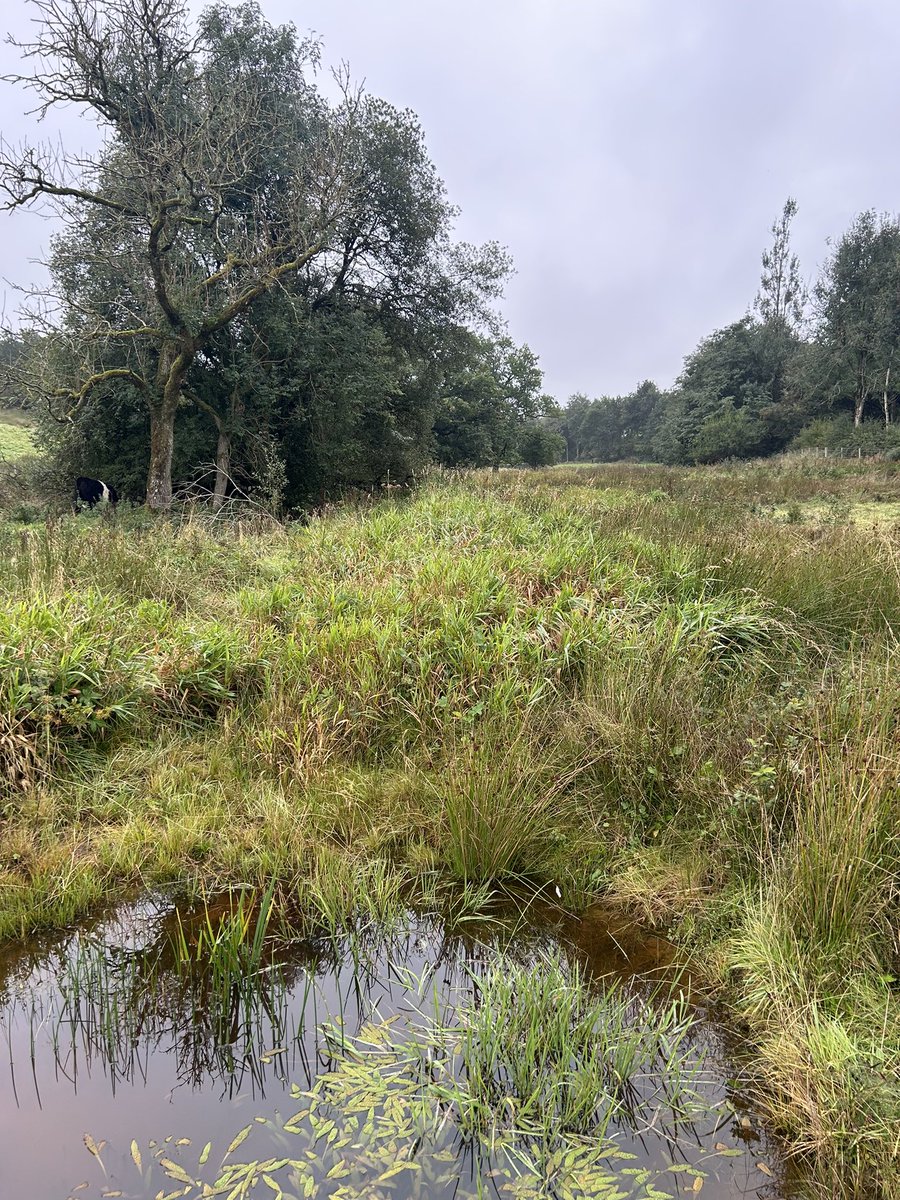 herdyshepherd1's tweet photo. Doing great stuff in our wetland wildish areas https://t.co/ikwfRSO0YD