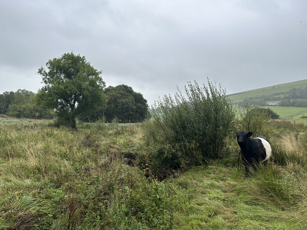 herdyshepherd1's tweet photo. Doing great stuff in our wetland wildish areas https://t.co/ikwfRSO0YD