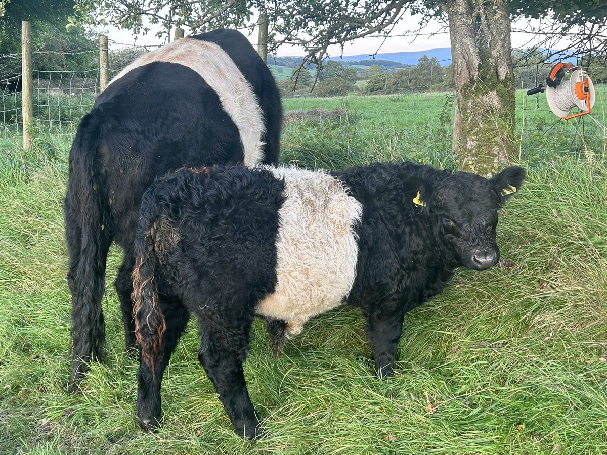 Busy with autumn work - DM me if you want some herdwick ewes - range of prices and quality