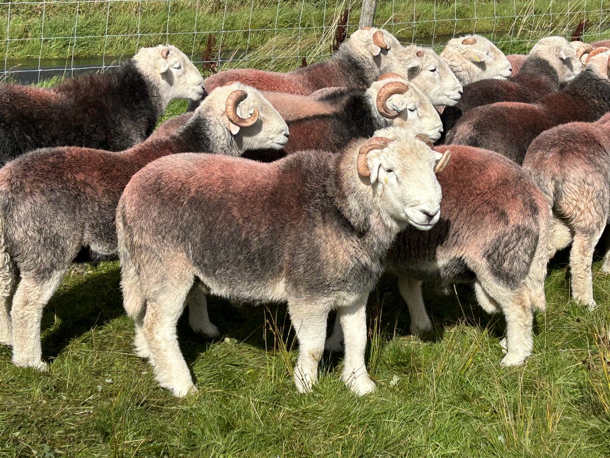 herdyshepherd1's tweet photo. Busy with autumn work - DM me if you want some herdwick ewes - range of prices and quality https://t.co/dt9RB6N99v