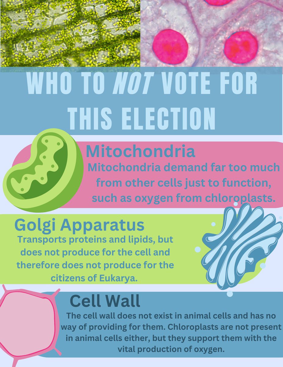 chloroplast for organelle in chief 🌿 tweet media