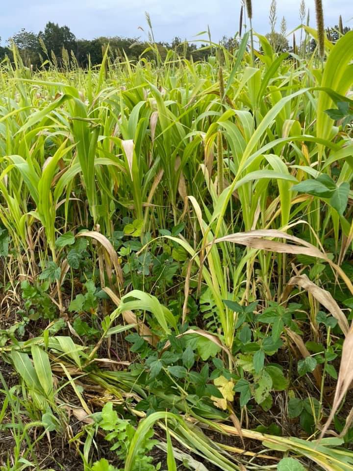 ILWhitetails's tweet image. 6’ tall and a seed blend no food plot company can match. Straight from the cattleman #foodplots #swainfarmsoutfitting #illinoisdeerhunting #hunting