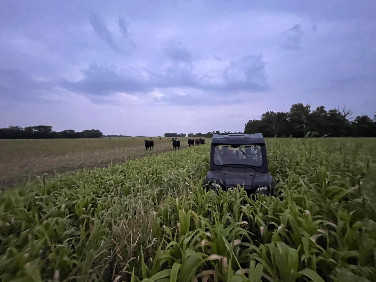 ILWhitetails's tweet image. 6’ tall and a seed blend no food plot company can match. Straight from the cattleman #foodplots #swainfarmsoutfitting #illinoisdeerhunting #hunting