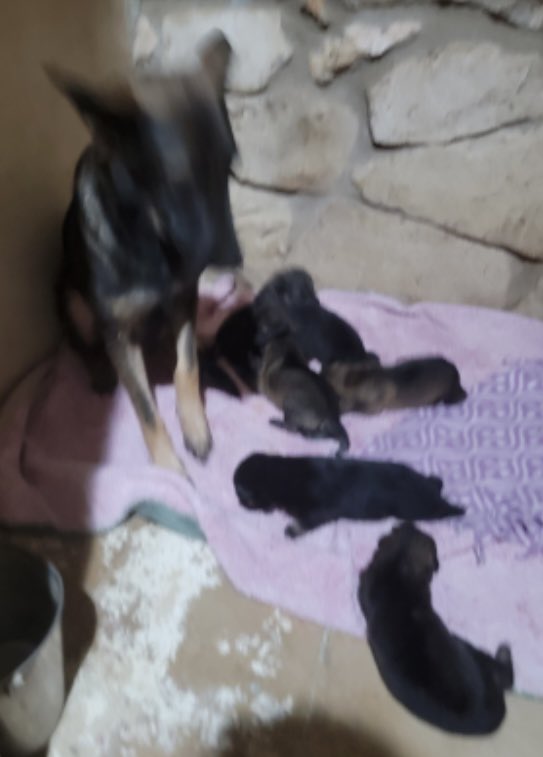 RoCoGB's tweet photo. FREEDOM Pledge Collection
🌸Mama+6 baby boy’s 3wks old🦋
#A686174
Saved by Tri State Shepherd Rescue DE😇
Mama’s VERY protective of her babies, hiding under Mama
Sadly one pup didn’t survive🌈💔
Thank you 4 caring & pledging♥️
Plz honour via Rescue link:
https://t.co/FURRUBEsxm https://t.co/FjUIlHDkI5
