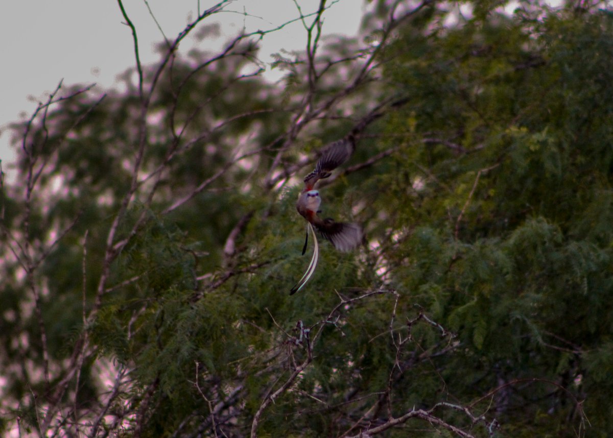 BanditoBill tweet media