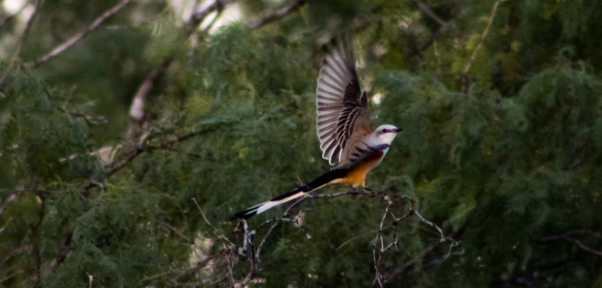 BanditoBill tweet media