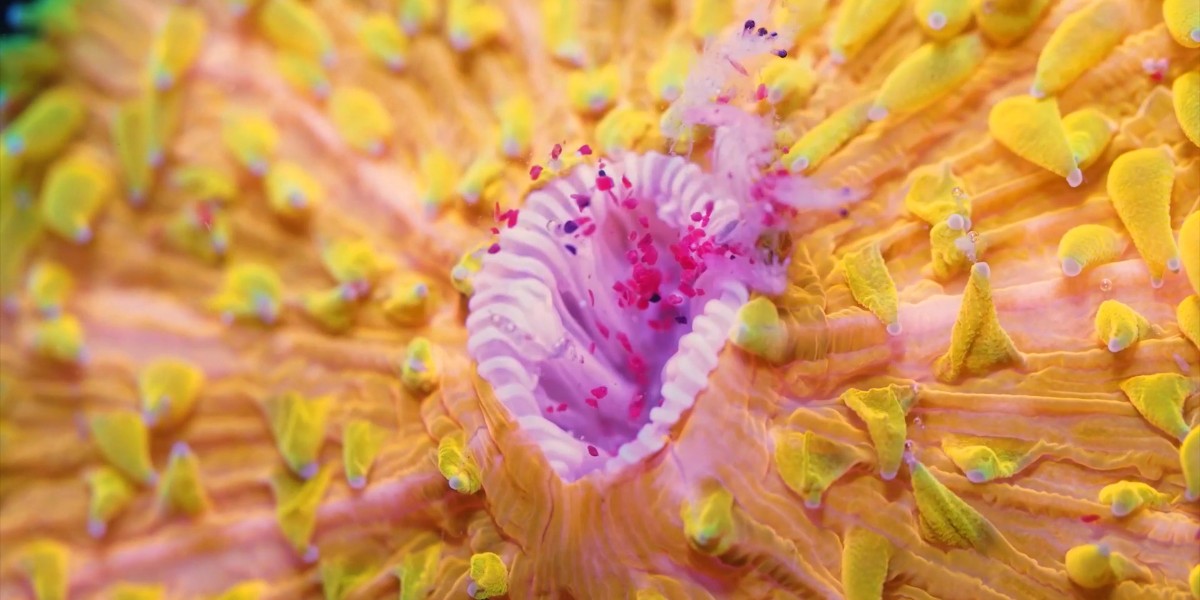 2021 winner of #QUT Research in Focus Dr Brett Lewis's work is featured in the latest video uploaded by popular YouTuber, Ze Frank: 'True Facts: Reef Coral is a Crazy Animal!' <a href="/BrettM_Lewis/">Dr Brett Lewis</a> <a href="/zefrank/">True Facts by Ze Frank</a> #QUTResearch