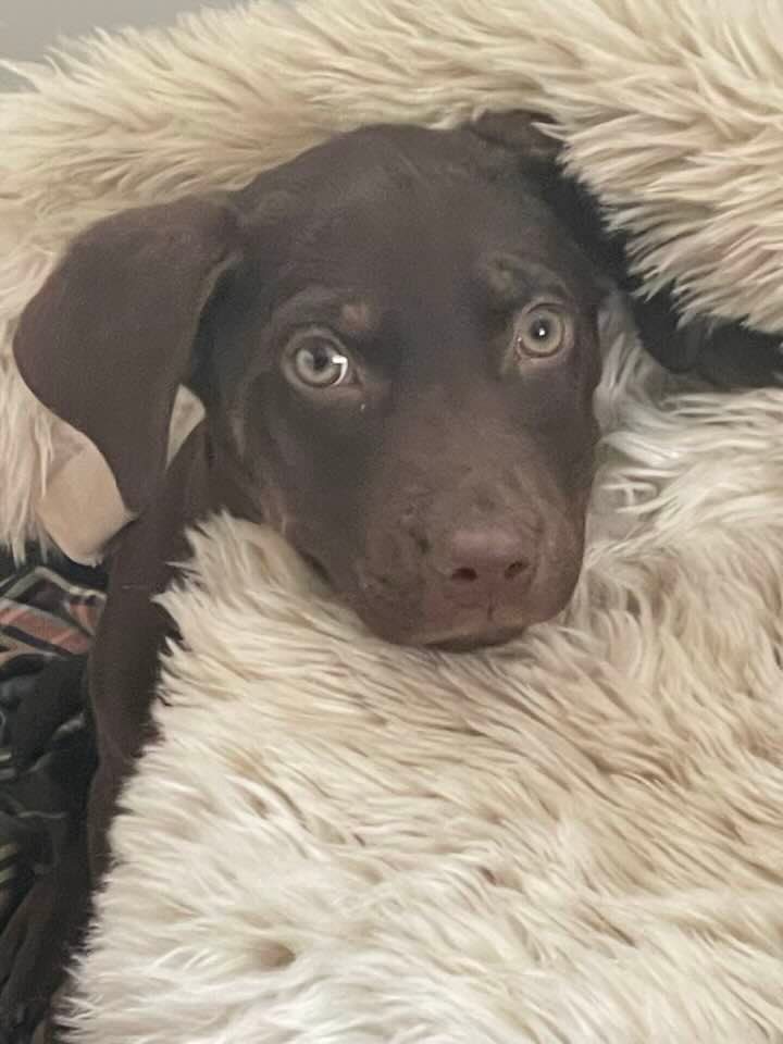 siobhanphilly's tweet photo. @contextdogs Tucker! https://t.co/LG1g6sIw5i