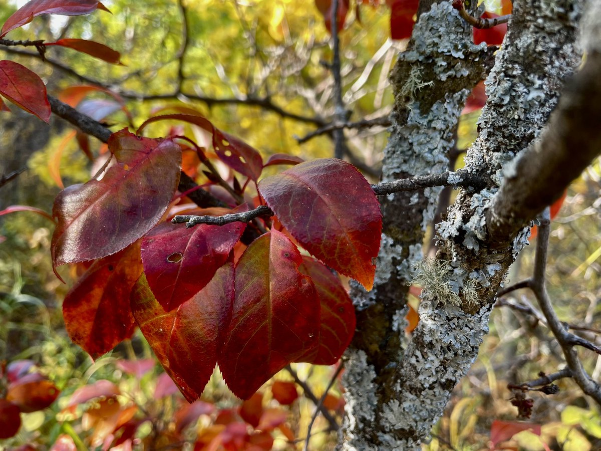 FlatlanderHank's tweet image. #RedLeaves beside a #lichencovered trunk, 10:55AM today.

This was from my beautiful autumn hike in Dillberry Lake Provincial Park.

#ExploreAB
#TakeAHike