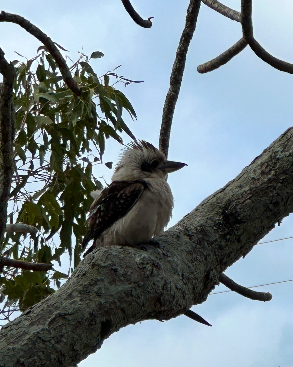 Anna Kristina Zinn (@anna_k_zinn) on Twitter photo I had an incredible time at the <a href="/SIGNetworkUQ/">Social Identity & Groups Network</a> writing retreat! Getting lots of writing done, meeting up with many old and new friends & colleagues, and seeing koalas in the wild ❤️ I don’t think you want to see a photo of my laptop..so here are my favourite koala & nature pics 🐨 I had an incredible time at the <a href="/SIGNetworkUQ/">Social Identity & Groups Network</a> writing retreat! Getting lots of writing done, meeting up with many old and new friends & colleagues, and seeing koalas in the wild ❤️ I don’t think you want to see a photo of my laptop..so here are my favourite koala & nature pics 🐨