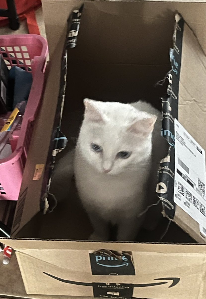MosesDrizzt's tweet photo. Is Amazon overnight shipping kittens? Jazzy wants to know… #catboxsunday #catsfunny #CatsAreFamily https://t.co/HFId8SX6oD