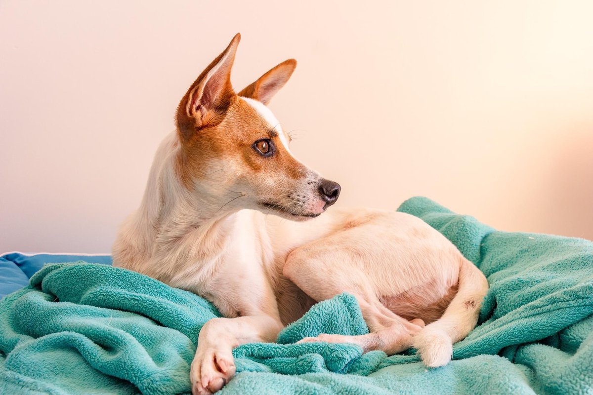 advanced_vet's tweet photo. Do you have some old towels you are looking to get rid of?  Please donate them to us! We are in need of towels for our patients. It helps keep them comfy in their crates and warm on the exam table. Drop off anytime of day.  We are open 24/7.  8920 W. State Road 84, Davie, FL. https://t.co/PLrDbEgOiI