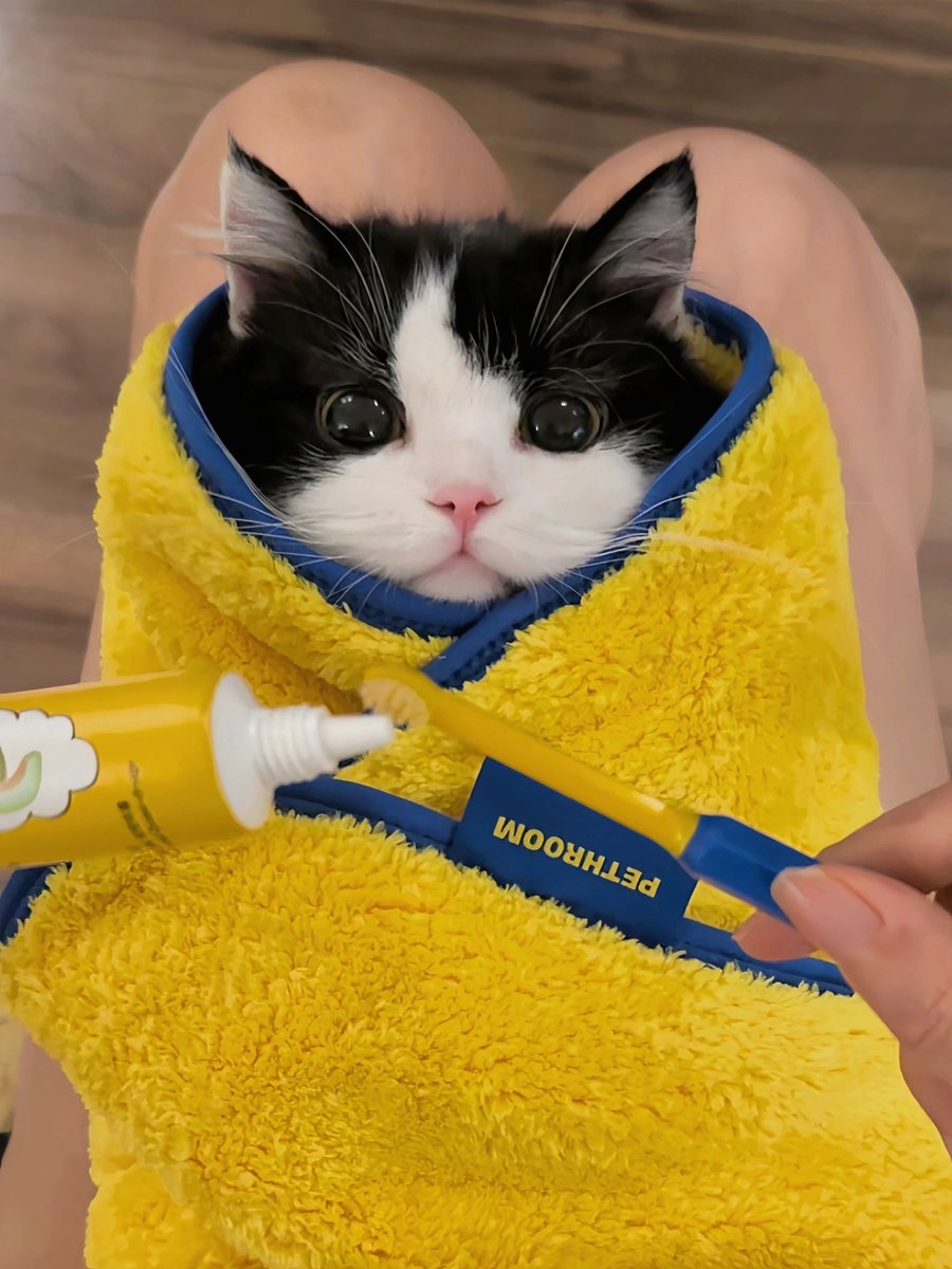 Raya2500's tweet photo. 人間はなぜ子猫を産んではいけないのですか🤭 https://t.co/xyx4NlLt5M