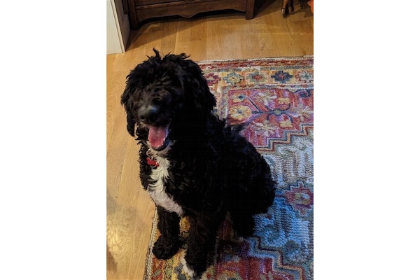 DPSRescue's tweet photo. Meet Blueberry πΎ 11-month-old Sheepadoodle πΆ Friendly, goofy, and loyal π Great with kids, cats, and other pets π±πΆπΆ Loves walks and cuddles πΆββοΈποΈ Looking for a forever home π‘ #AdoptBlueberry #DPSRescue
https://t.co/oJkw3qo7dG https://t.co/agMdZLMNPH