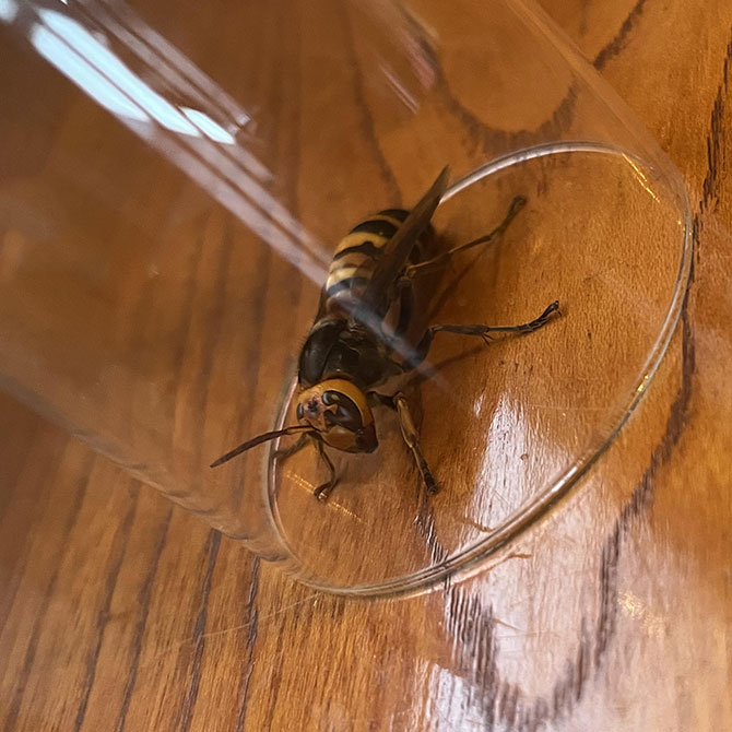 さっき雑にコップで蜂を捕まえたんだけど、あれ?これスズメバチじゃない?有識者教えて。 