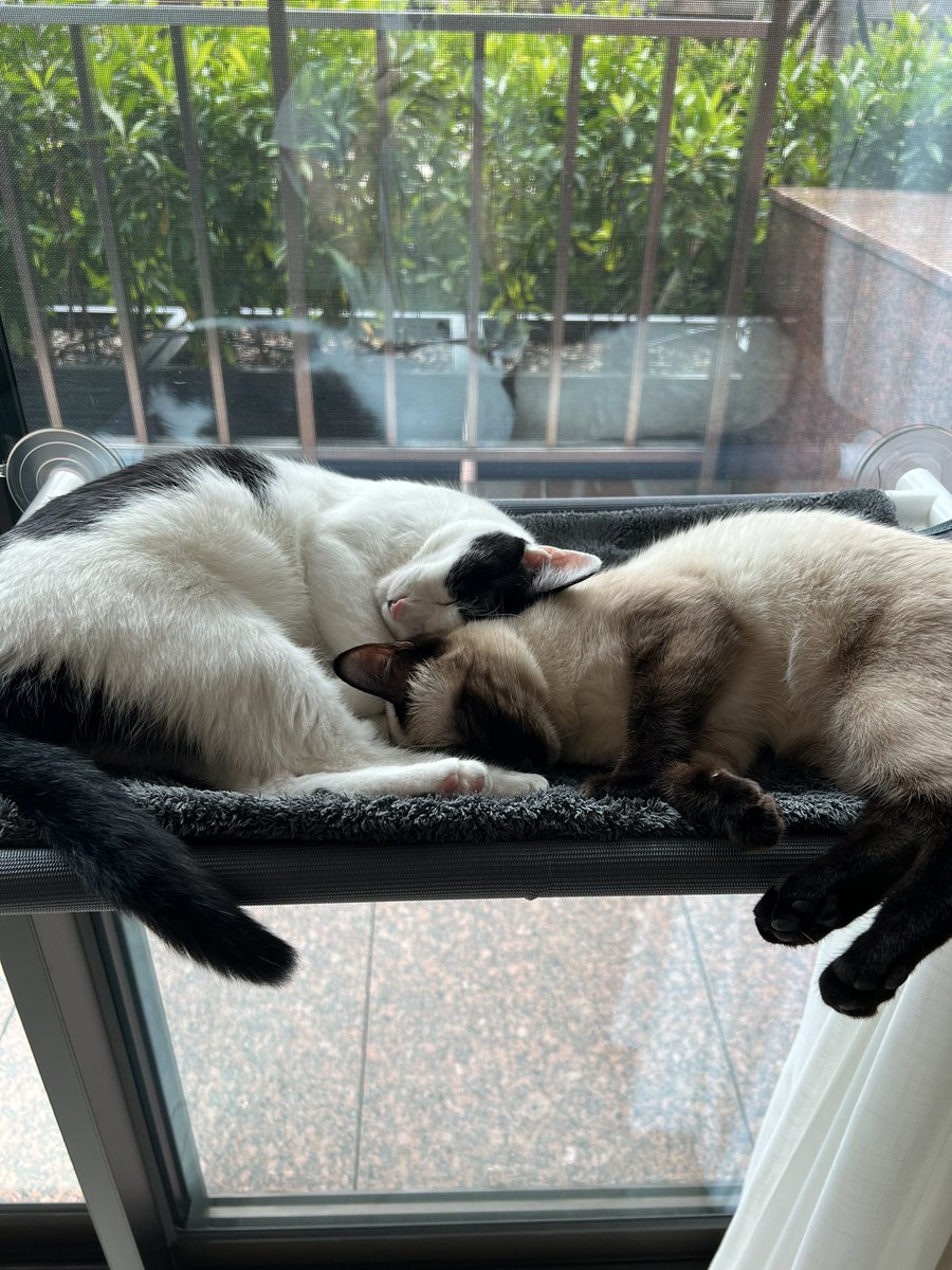 너무 오랜만에 들어옴 어느새 엑스가 되어버린 트위터.. 루나랑 찐빵이는 잘 지내고 있습니다