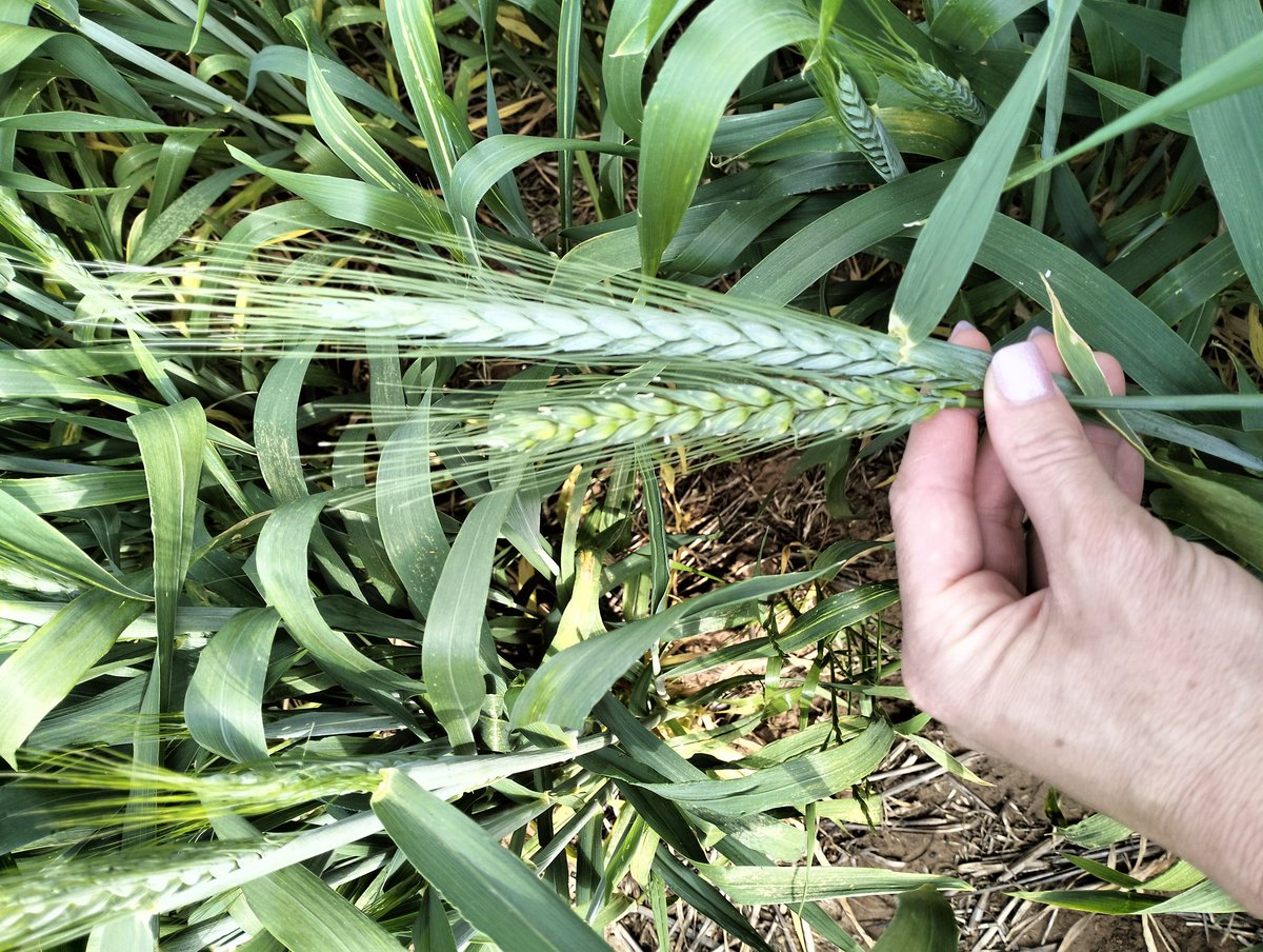 A highlight from last week's Drought Resilience study tour was Usef Genc's (uni SA) research into salt and drought tolerant wheat with increased spikelet numbers. Left is Calibre, right is from his trials. How great would this research be in WA @GRDCWest! @GGA_WA #WAdroughthub