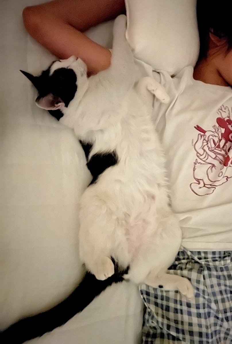 요즘 루나 특기: 배 까뒤집고 자기. 배를 마구 쓰다듬어도 계속 저러고 잔다