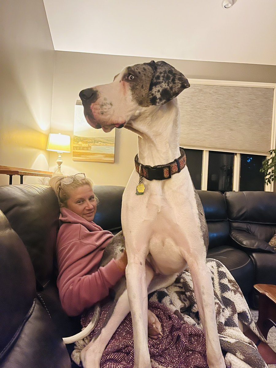 tarashdev's tweet photo. It happens periodically throughout the day when we need to check in on Momma lap till the scawy things go away. #danelife #danemom https://t.co/MMnF15uyLU