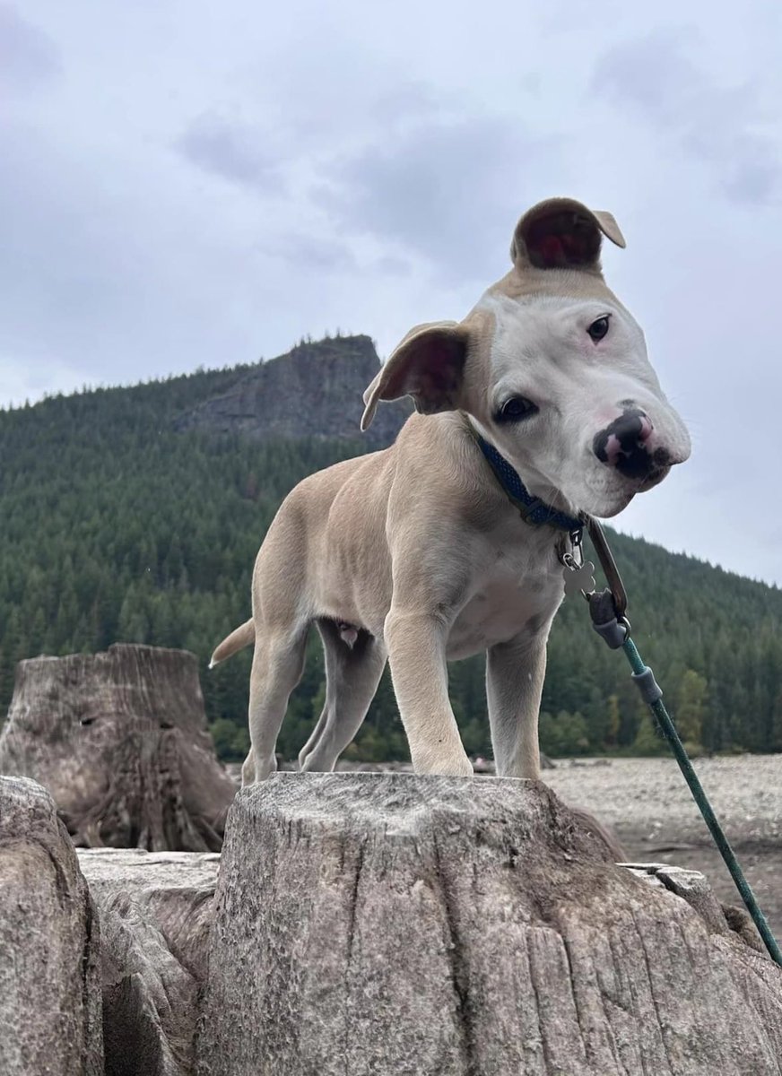 Some updated photos of sweet puppy Blaze. #Adopt #Seattle