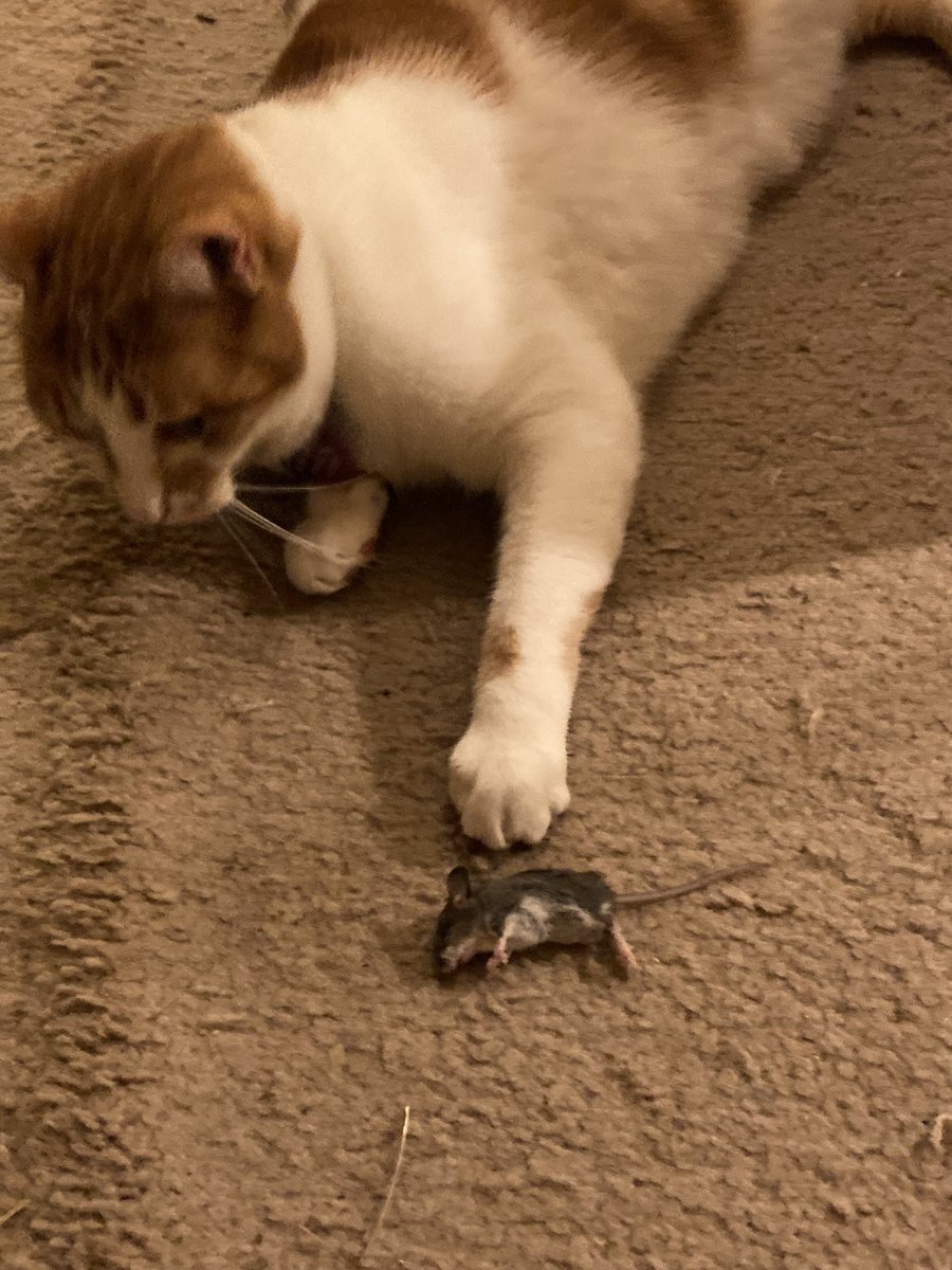 My people are ill, I must protect them from all intruders! I deded the mouse!
