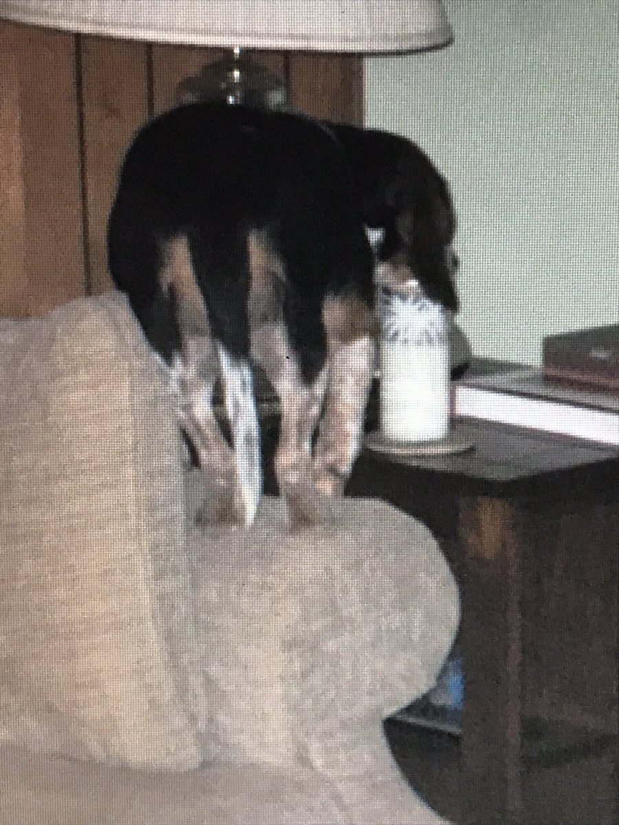 Cleobeagle's tweet photo. @bunsenbernerbmd Sadie helping herself to some milk https://t.co/Jz00n8o3Yo