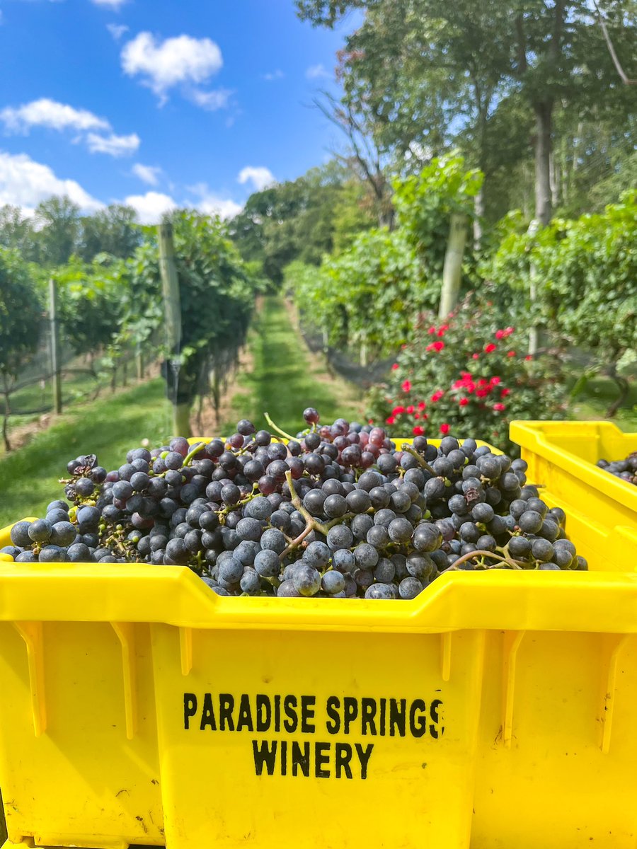 Paradise Springs (@paradisesprings) on Twitter photo This past week our team harvested our estate vineyard of Cabernet Franc 🍇 & we couldn’t be more excited about this vintage!🍷
Happy Harvest Everyone!🎉
<a href="/VAWine/">Virginia Wine</a> This past week our team harvested our estate vineyard of Cabernet Franc 🍇 & we couldn’t be more excited about this vintage!🍷
Happy Harvest Everyone!🎉
<a href="/VAWine/">Virginia Wine</a>
