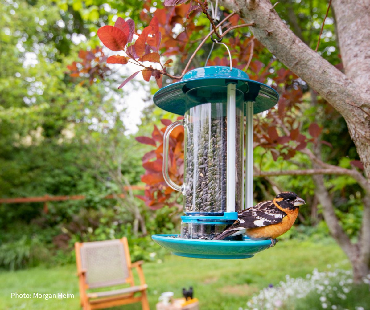 Are your feeders ready for fall migration? Help support birds as they make their amazing migratory journeys. Audubon bird seed available here: bit.ly/3lVhaj8