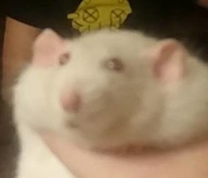 OஙMEGA.⠀

Ando medio muerto entre los estudios y trabajar pro igual sabes que Siempre estare si necesitas a alguien con quien hablar ( Y VIVAN LOS NOVIOS CARAJO! )