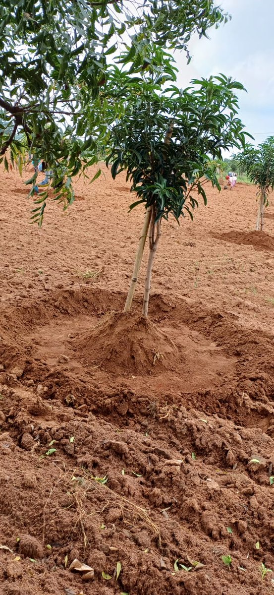 KeerthiVardhan2's tweet image. It's time ! While the raining season is almost coming to the end one should be ready these kind of pits around the bark of the tree to ensure water reaches the roots and stays closer to the paint! #mangofarm #agriculture #matoorfarms #yadadri
