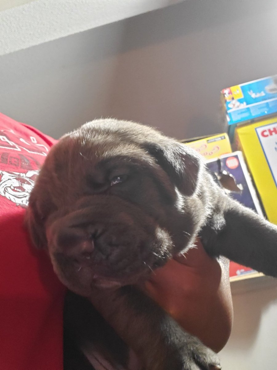 cclark8405's tweet photo. Cane Corso https://t.co/1oV3M4hRFi