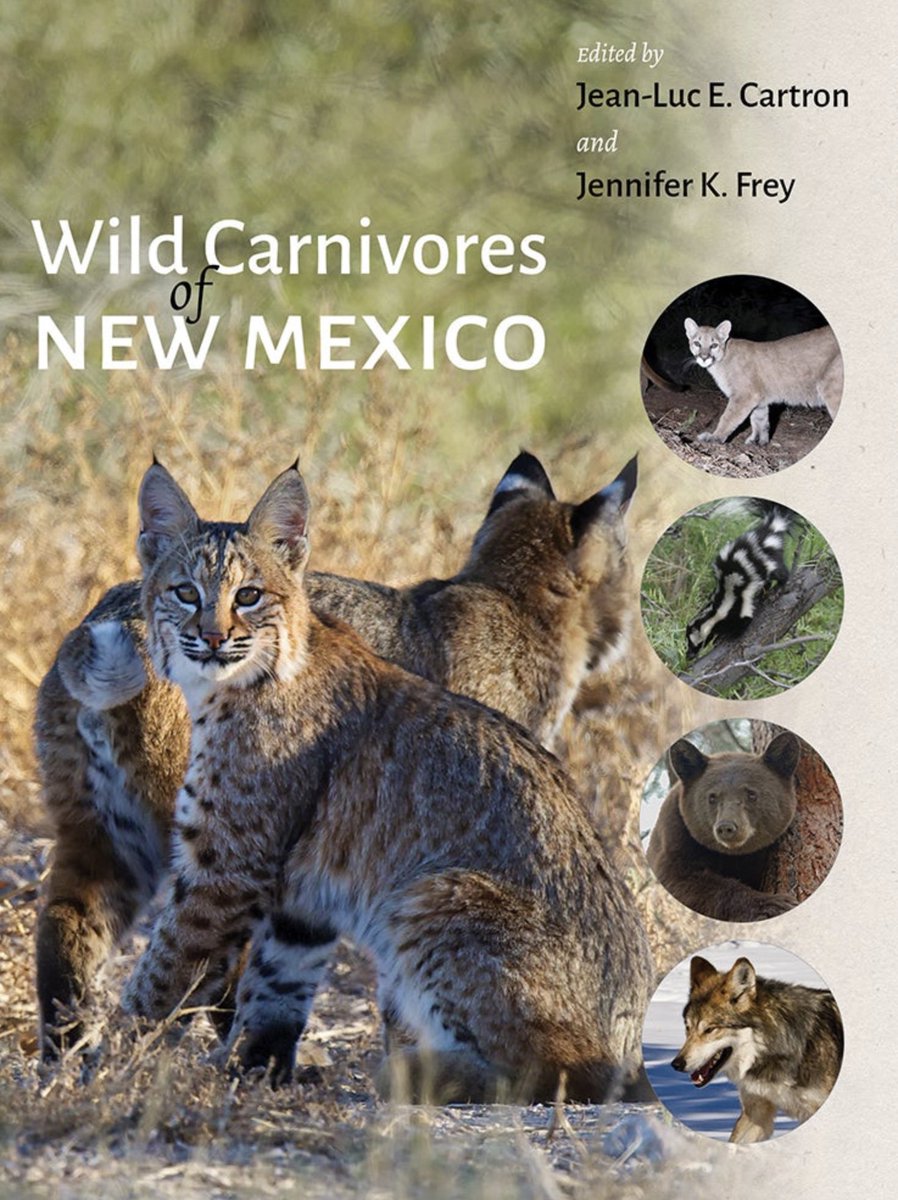 Got the final proof corrections sent back to publisher today for our forthcoming 1,000+ page book on the Carnivores on New Mexico. Electronic version will be available in November and hardcover in February.