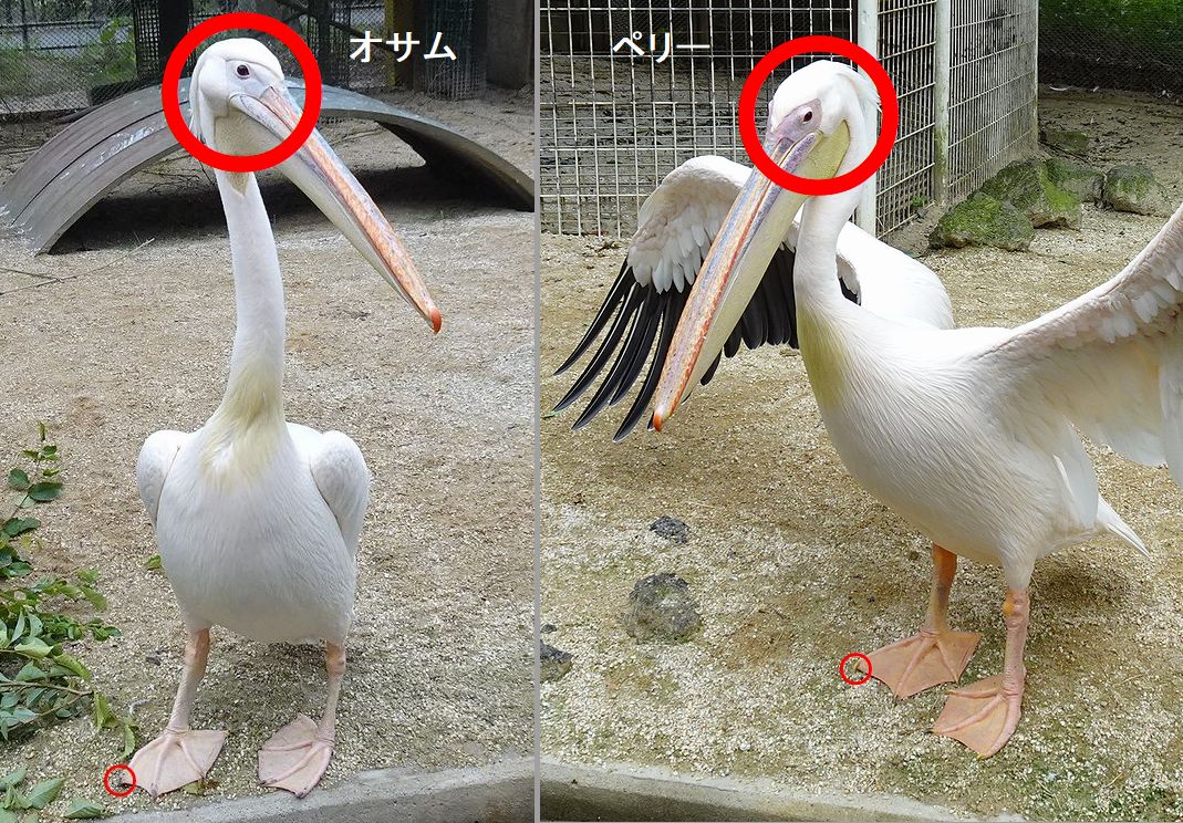karuchou's tweet photo. 🍑東武動物公園のモモイロペリカンの
　　オサムさんとペリーさんの比較🍑

＊オサムさんの右足の右爪が黒っぽい
　（ペリーさんは白っぽい）
＊オサムさんの頭部のこぶ状の凸が
　ペリーと比べ大きい
＊ペリーさんの胸部（デコルテ）の
　黄色部がオサムさんより少し大きい

ありがとうございます。 https://t.co/QaFEBzi8hy