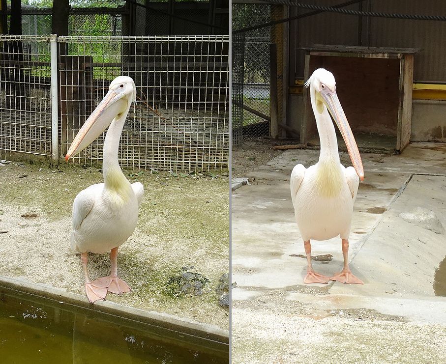 karuchou's tweet photo. 🍑東武動物公園のモモイロペリカンの
　　オサムさんとペリーさんの比較🍑

＊オサムさんの右足の右爪が黒っぽい
　（ペリーさんは白っぽい）
＊オサムさんの頭部のこぶ状の凸が
　ペリーと比べ大きい
＊ペリーさんの胸部（デコルテ）の
　黄色部がオサムさんより少し大きい

ありがとうございます。 https://t.co/QaFEBzi8hy
